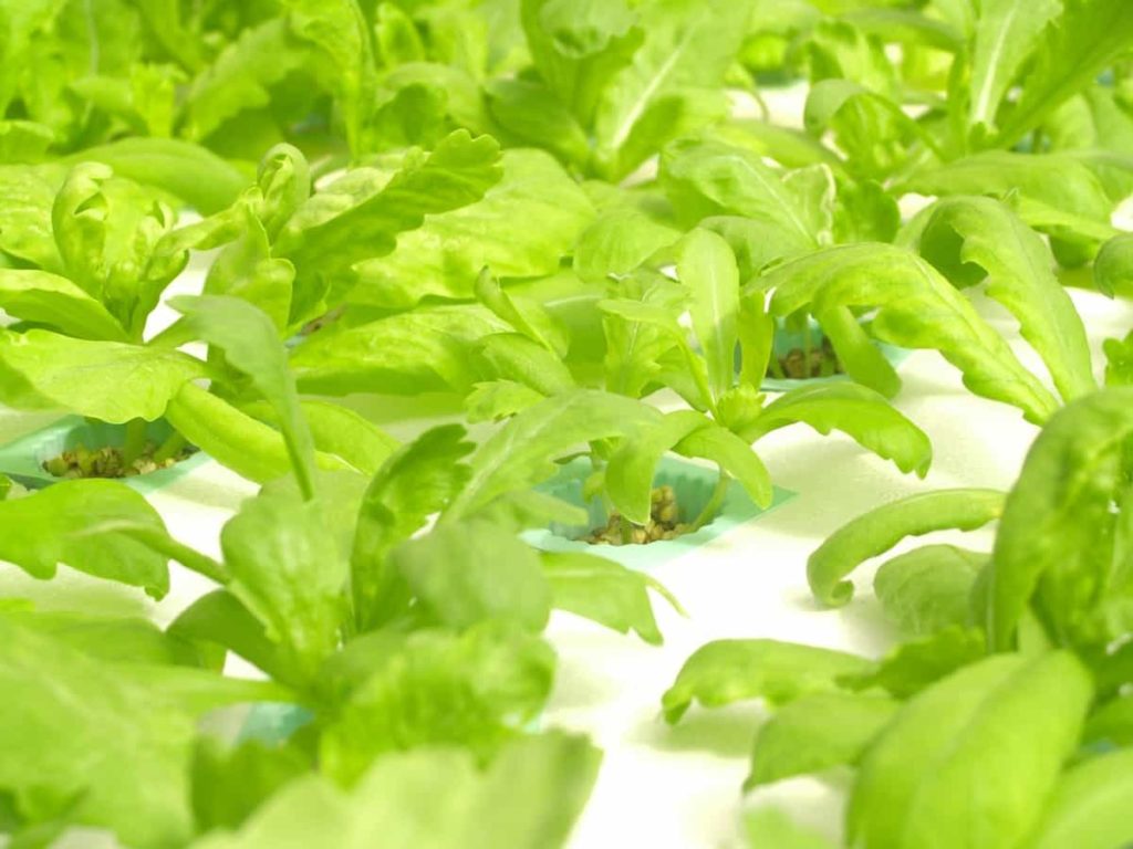 How to Get Hydroponic Farming Subsidy