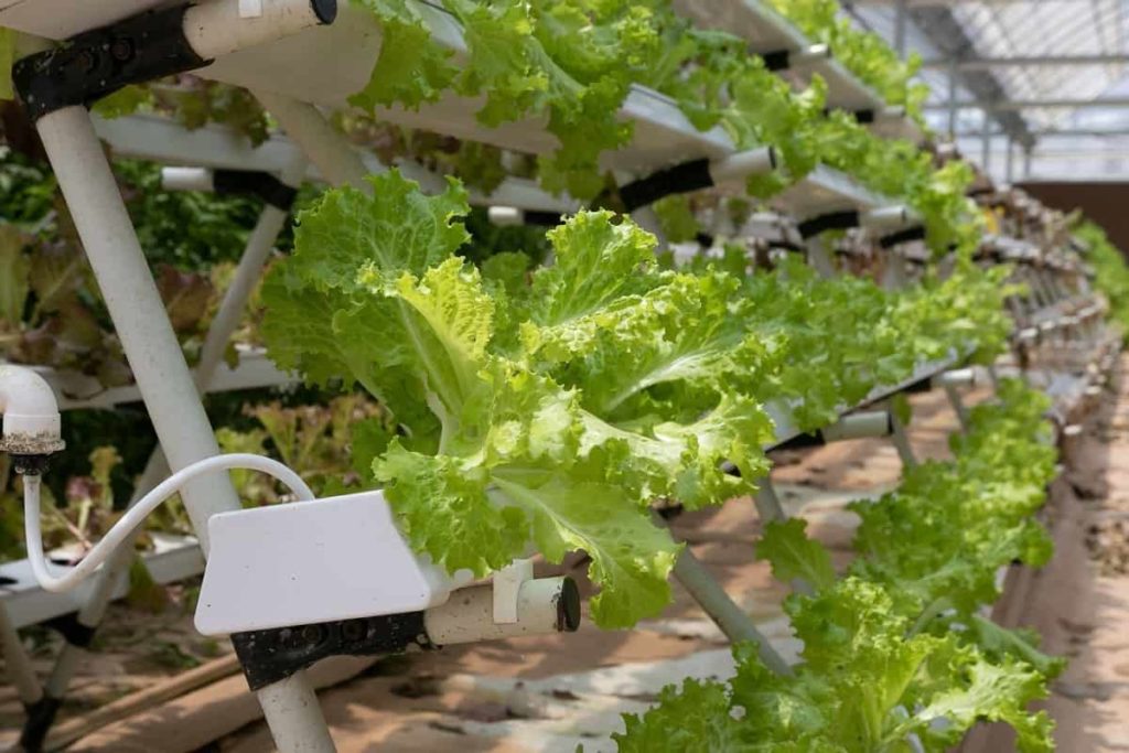Hydroponic Leafy Vegetables 