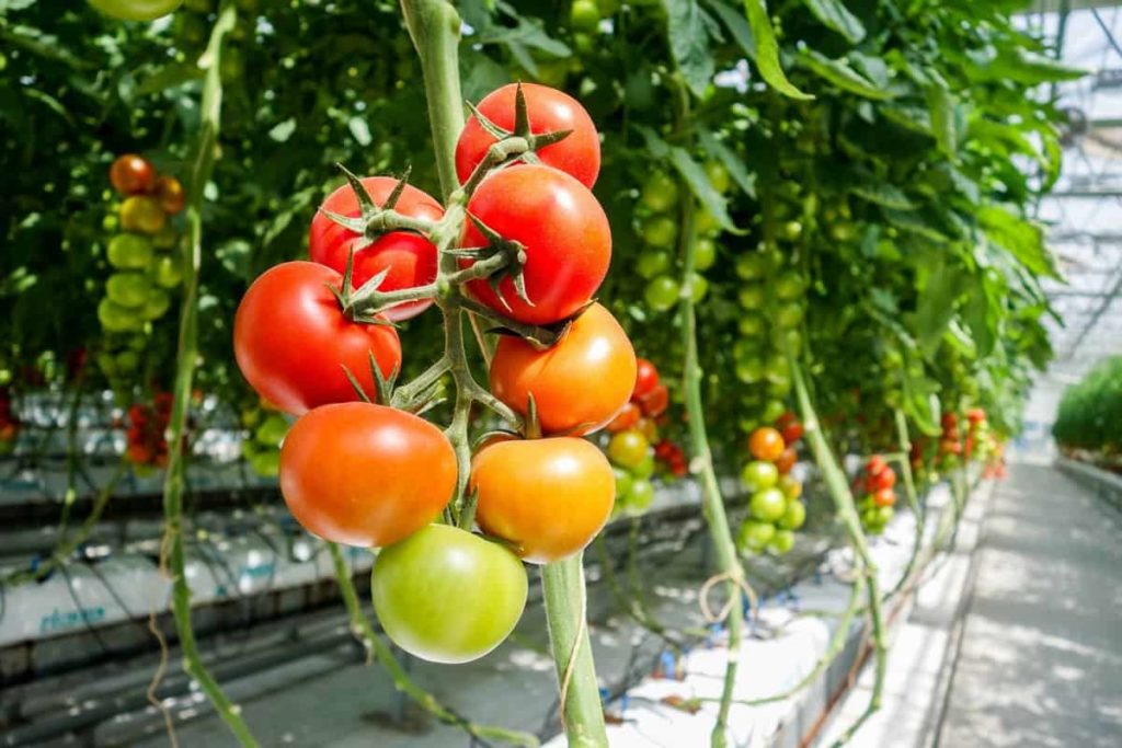 Hydroponic Tomato Farming 