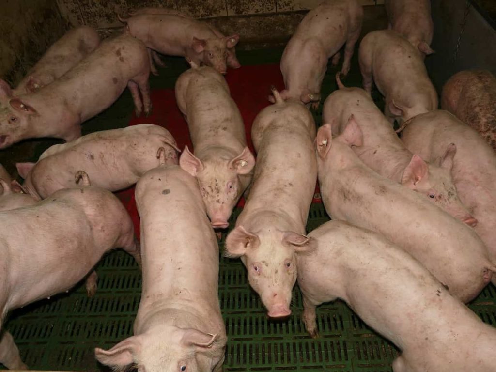 Pig Farming in Canada