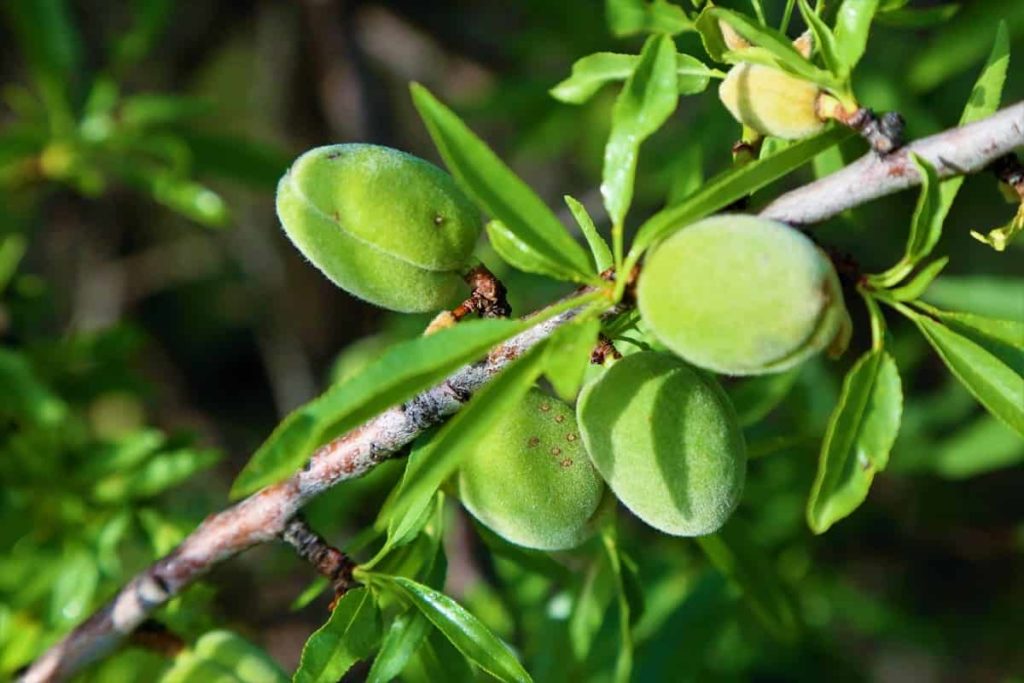 Top 20 Steps to Boost Almond Yield