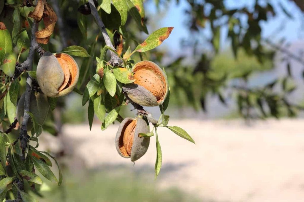 Almond Farming