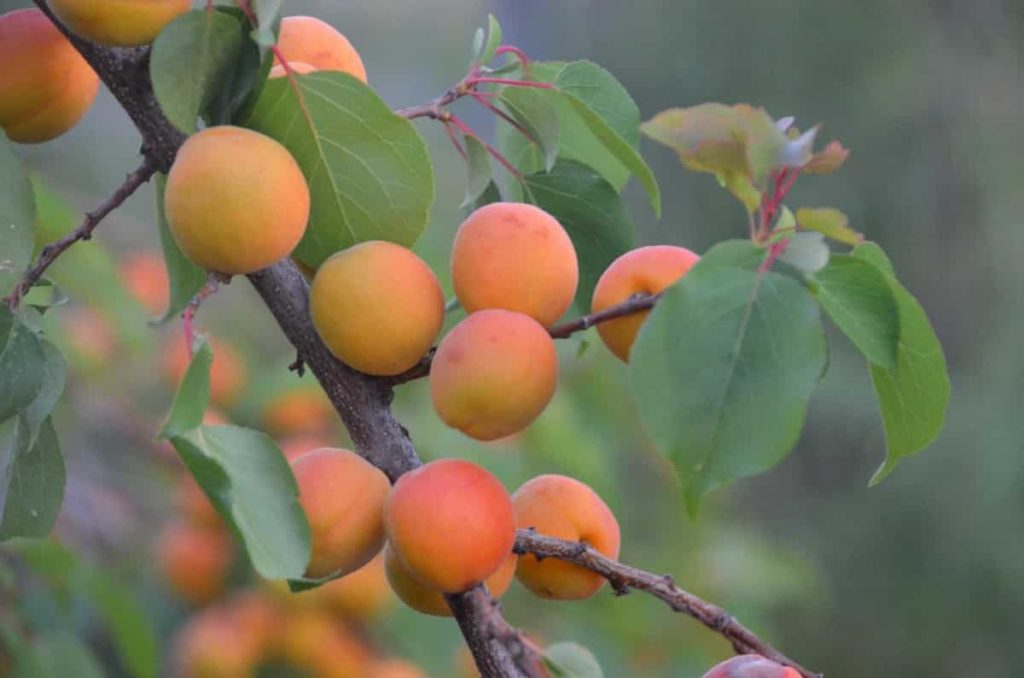 Steps to Boost Apricot Yield