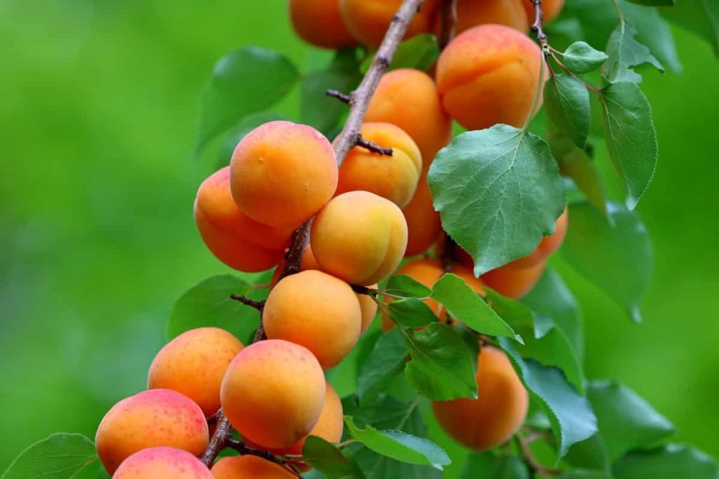 Apricot Farm