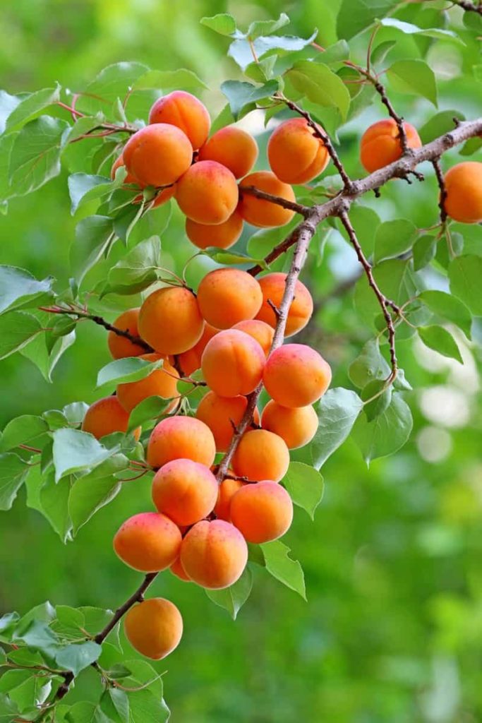 Apricot Farming
