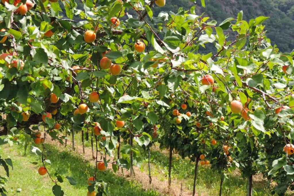 Apricot Plantation