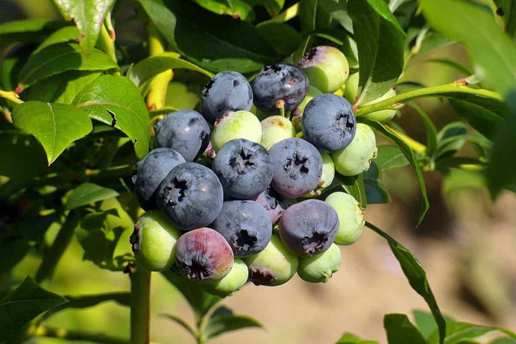 Blueberry Farm