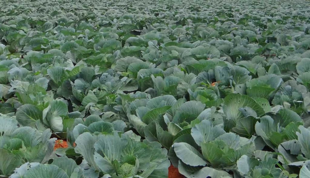 Steps to Boost Cabbage Yield