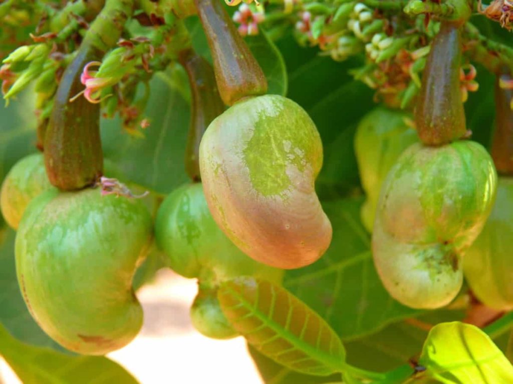 Top 20 Steps to Boost Cashew Yield