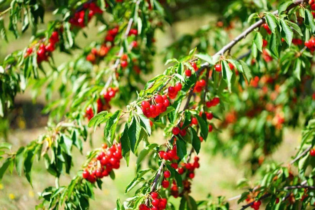 Steps to Boost Cherry Fruit Yield