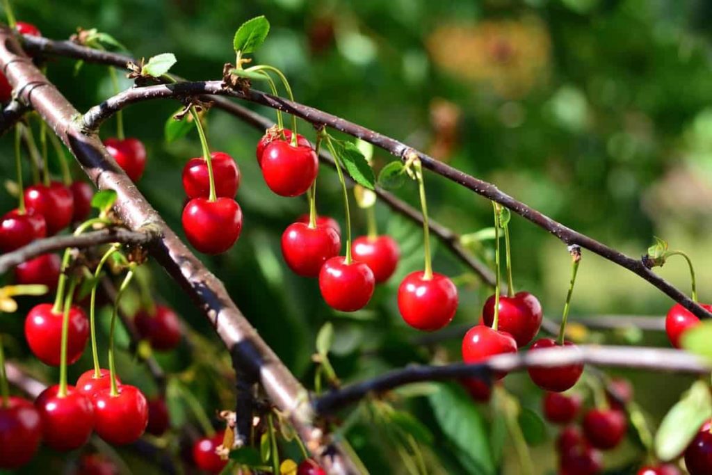 Cherry Fruit Yield