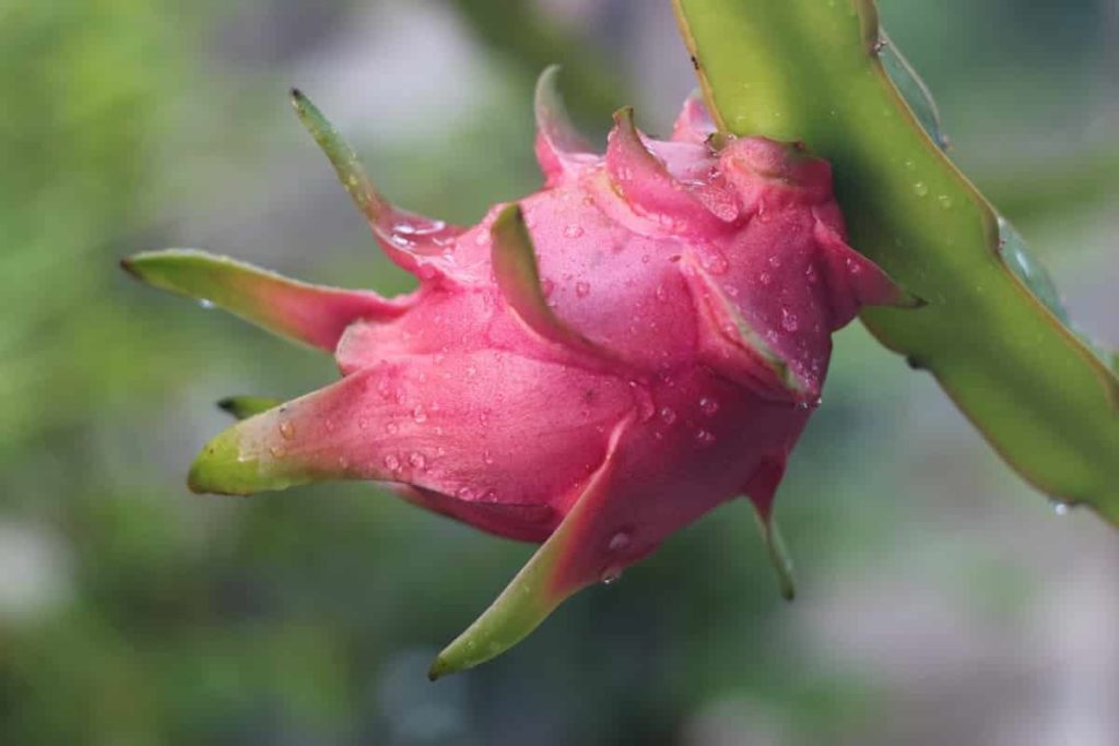 Steps to Boost Dragon Fruit Yield