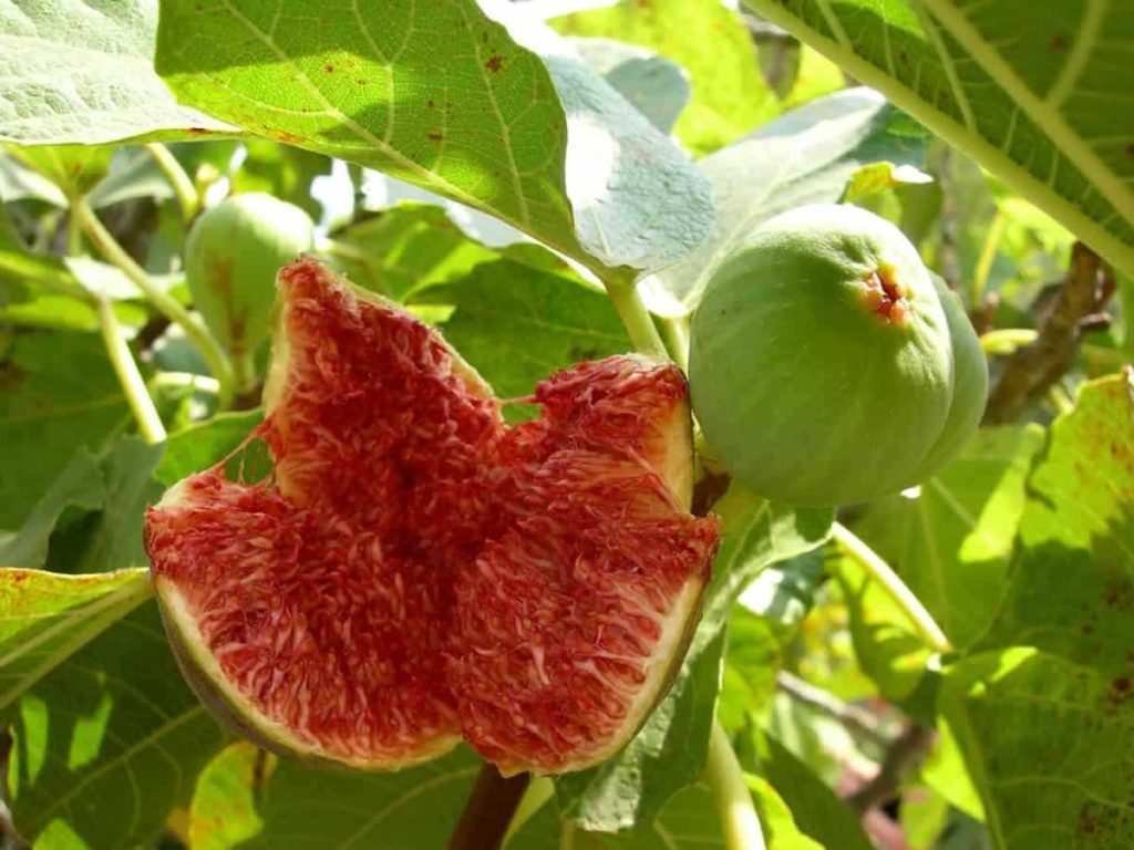 Steps to Boost Fig Fruit Yield