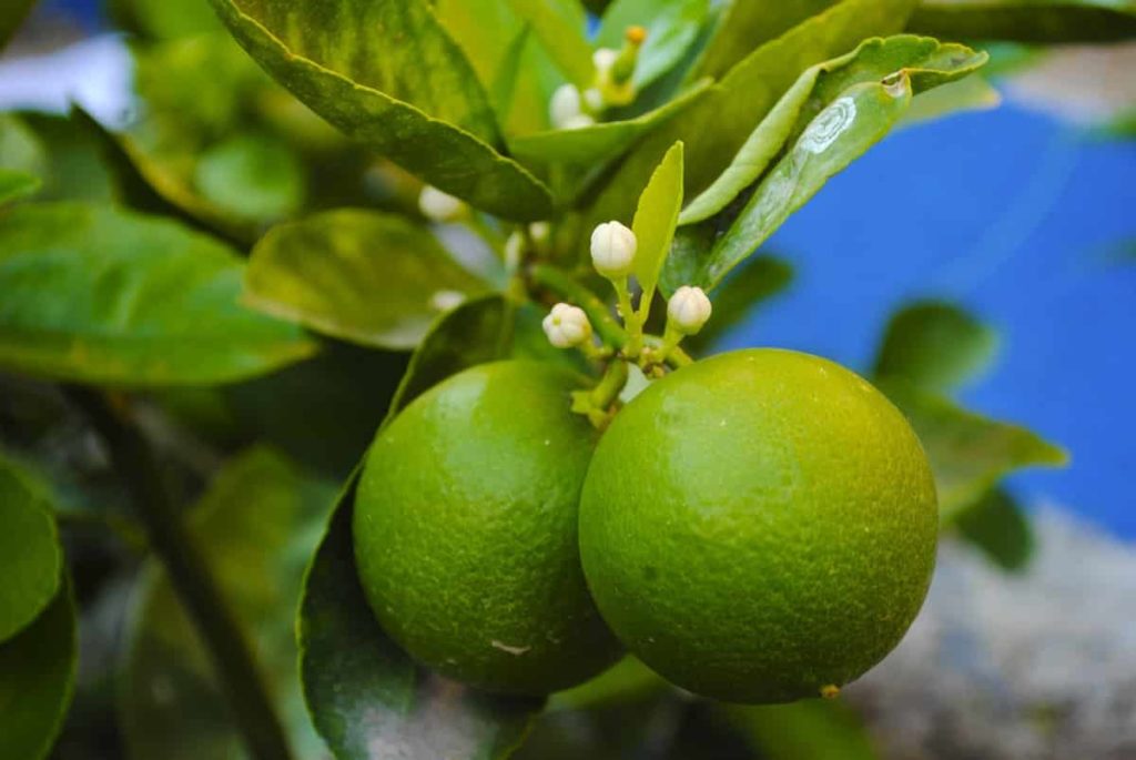 Steps to Boost Lemon Yield