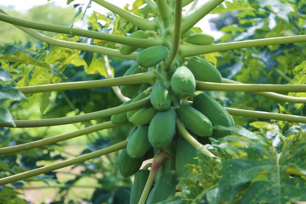 Top 20 Steps to Boost Papaya Yield