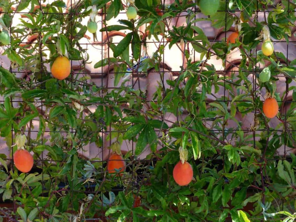 Steps to Boost Passion Fruit Yield