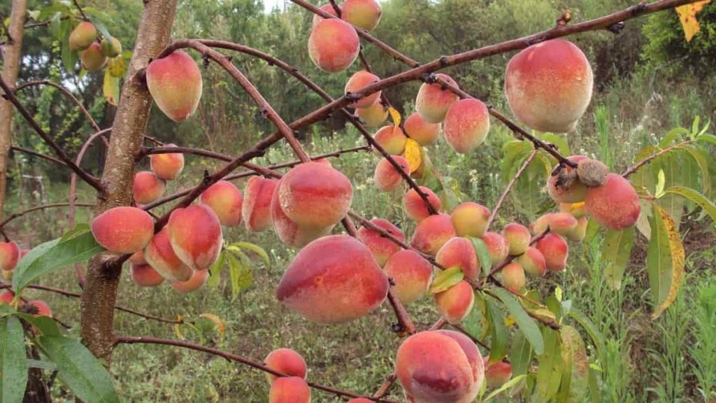 Steps to Boost Peach Yield