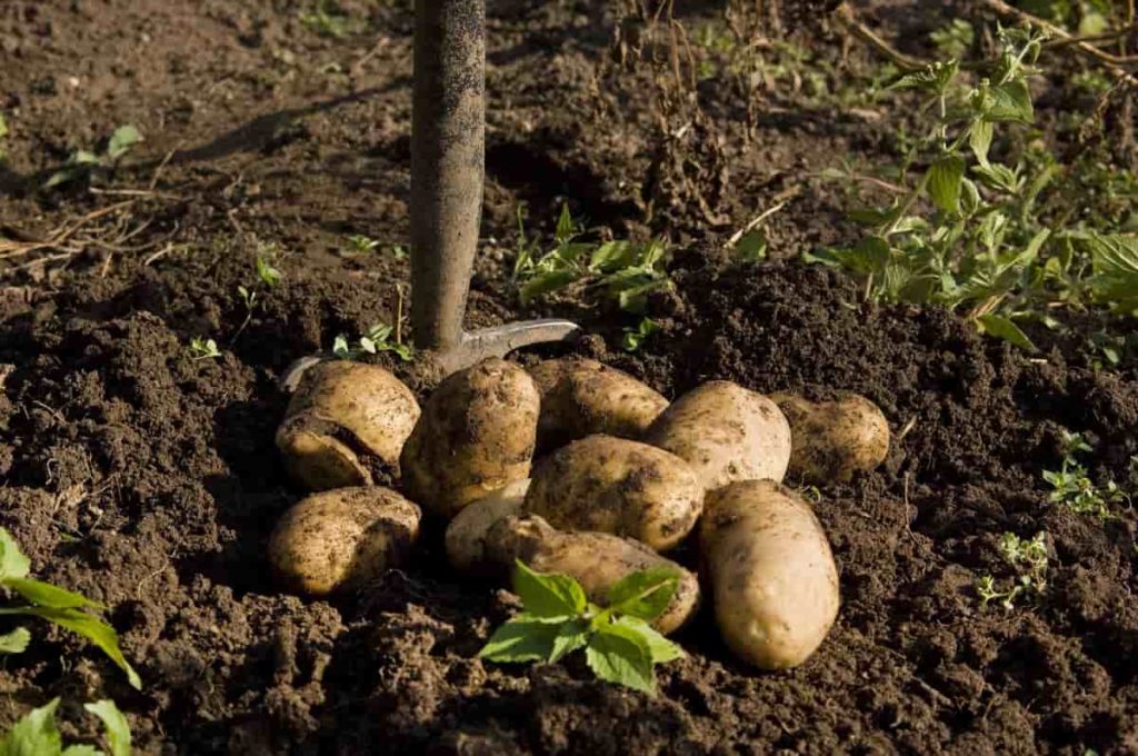 Potato Yield