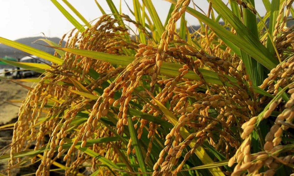 Top 20 Steps to Boost Rice Yield