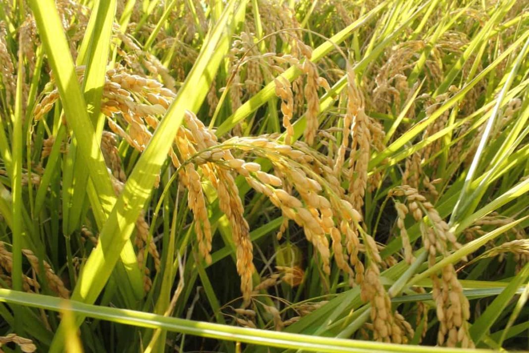 Top 20 Steps To Boost Rice Yield How To Increase Paddy Production And