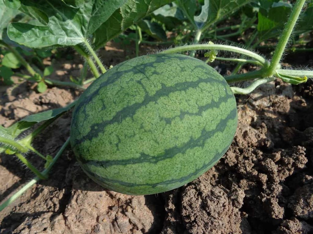 Steps to Boost Watermelon Yield
