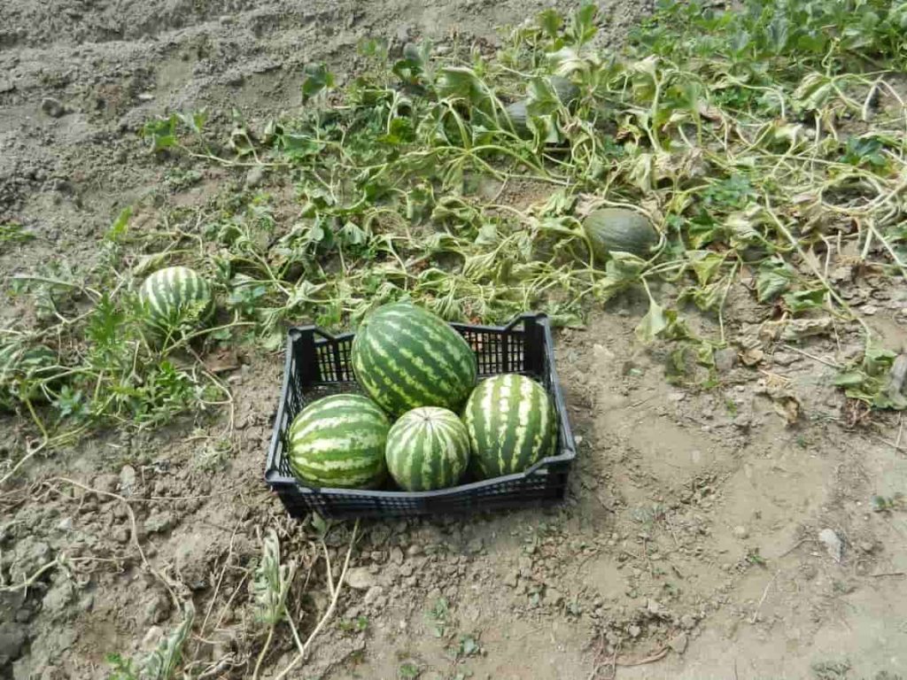 Watermelon Harvest