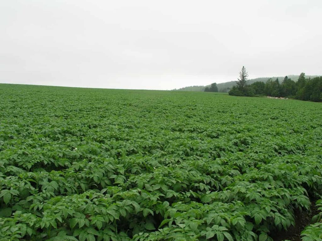 Fertilizer Management in Potatoes
