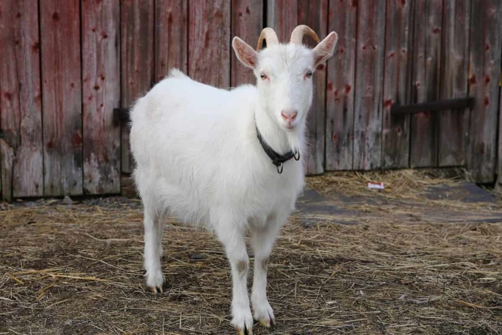 Profitable Goat Farming in Canada