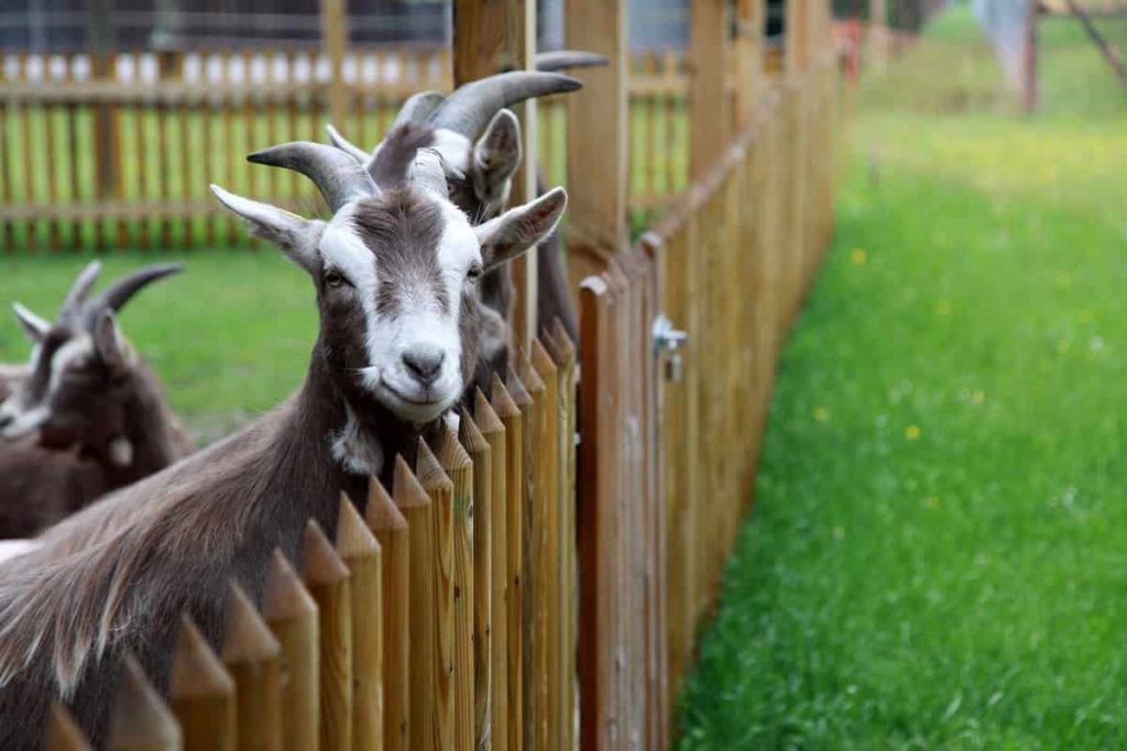 Goat Fence