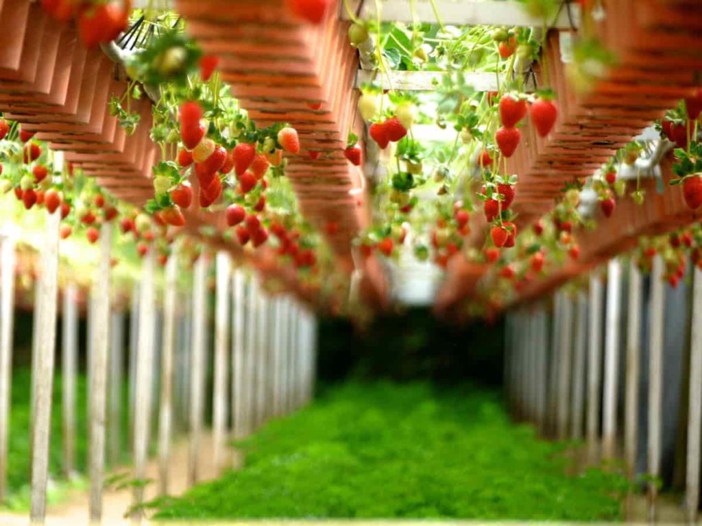Growing Strawberries Vertically