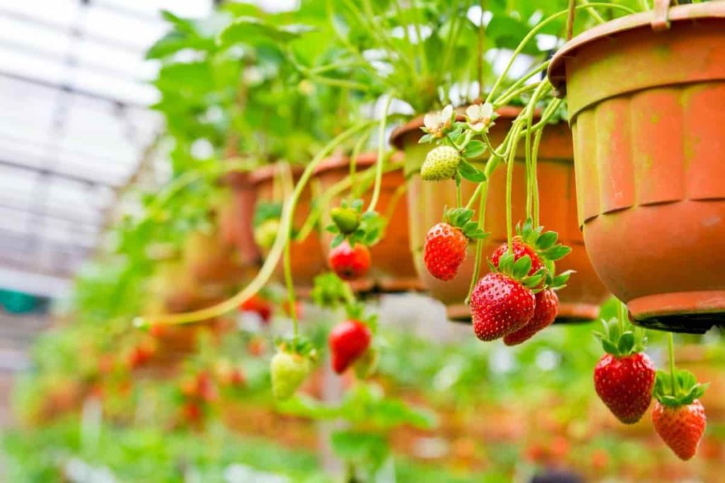 Strawberry Farming