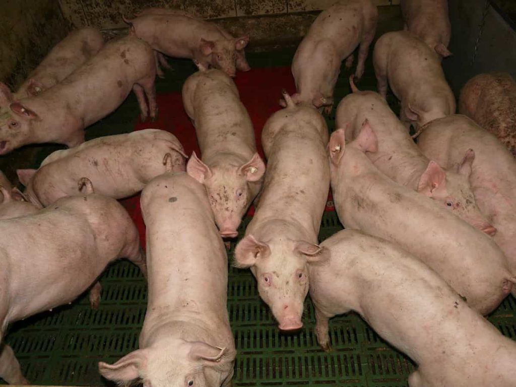 Pig Farming in France