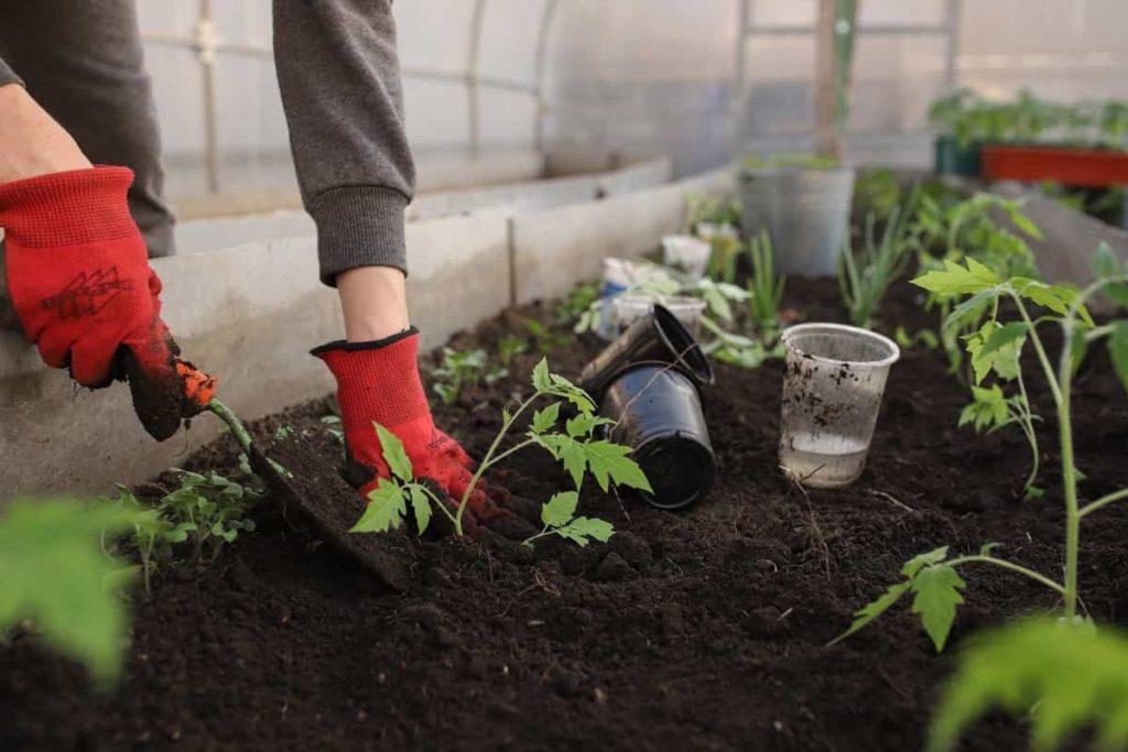 Fertilizer for Tomato Plants