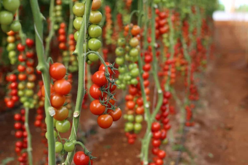Tomato Cultivation