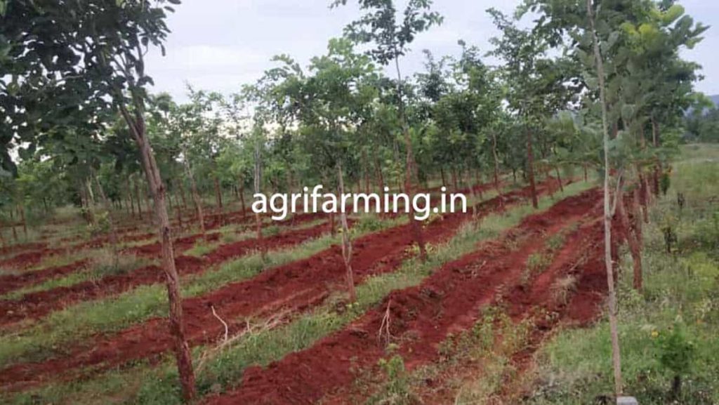 Earn Crores with Red Sandalwood Farming