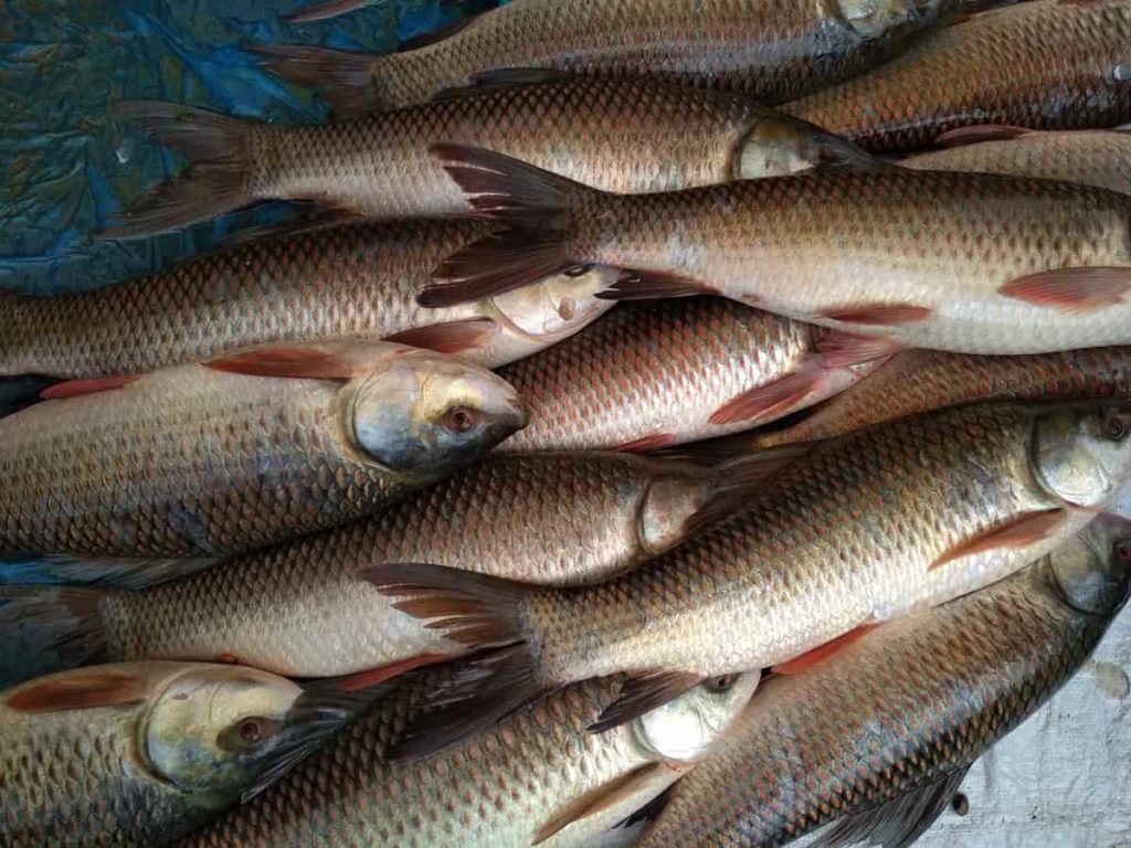 Earning 1.5 Crores from Rohu Fish Farming