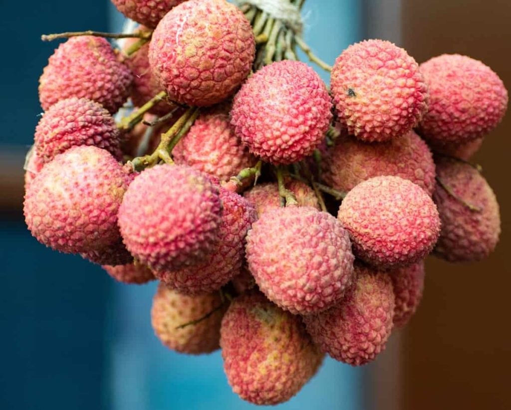 Top 15 Steps to Boost Litchi/Lychee Yield
