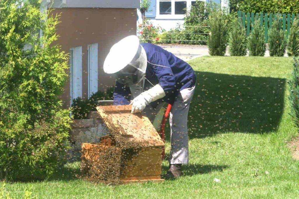 Bee Farming Box