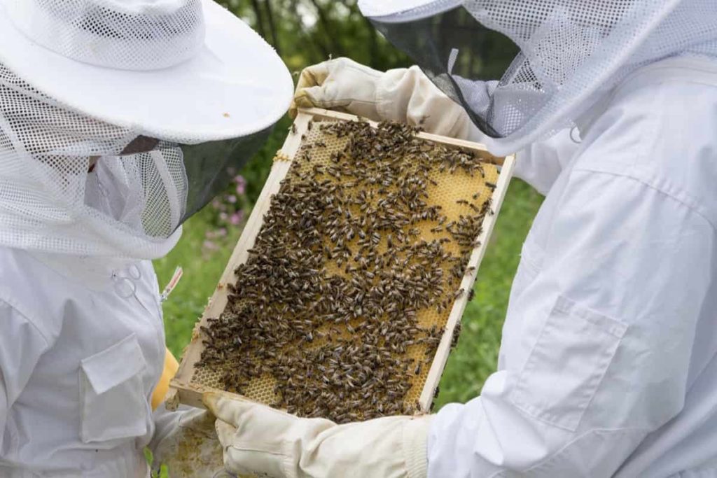 Honey Bee Farming Equipment