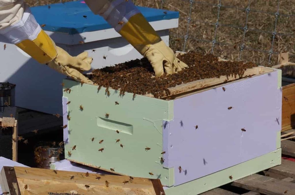 Bee Farming Boxes