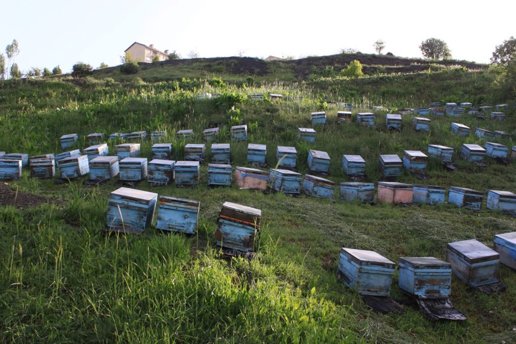 Beekeeping Boxes