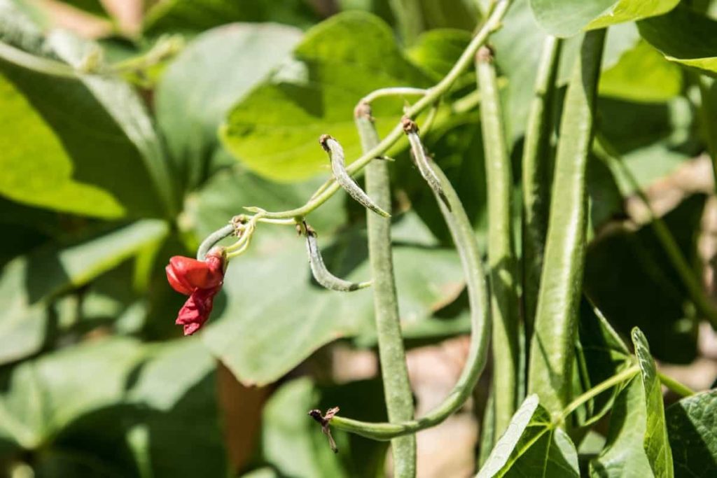 Steps to Boost Beans Yield