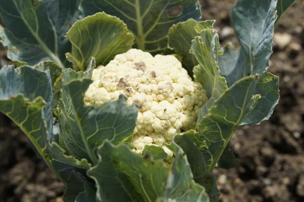 Steps to Boost Cauliflower Yield