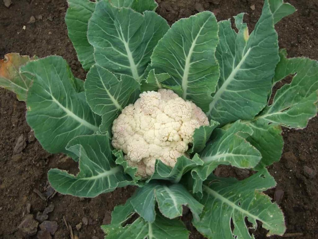 Cauliflower Farming