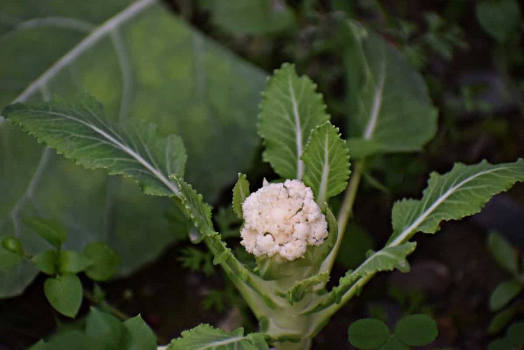 Cauliflower Yield