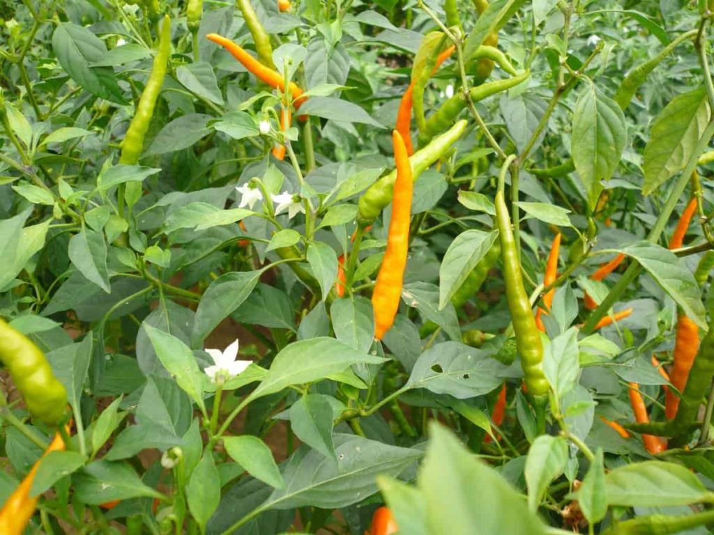 Steps to Boost Chilli/Pepper Yield