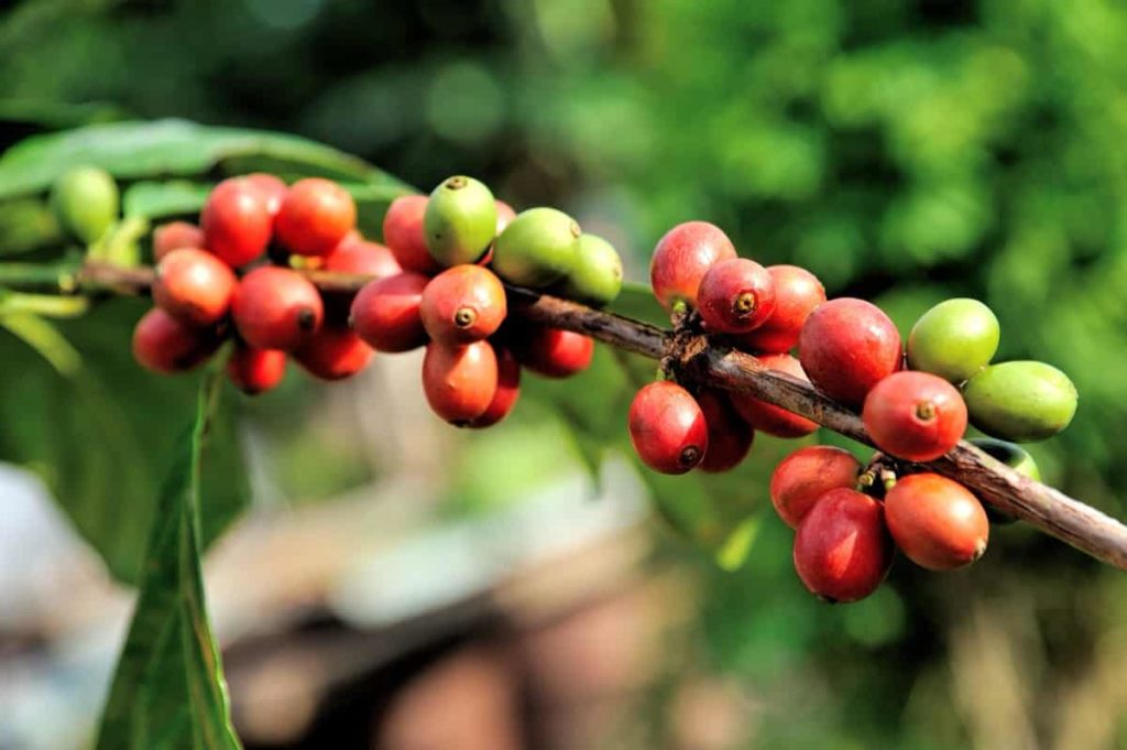 Steps to Boost Coffee Bean Yield