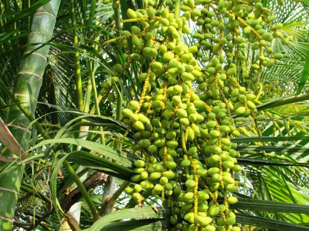 Steps to Boost Date Palm Yield