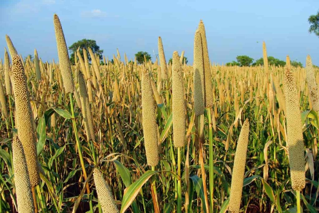 Steps to Boost Millet Yield