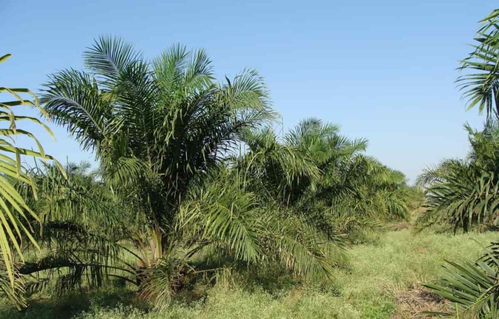 Steps to Boost Oil Palm Yield